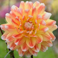 Dahlias, Dahlia Types, dahlia Varieties, Cactus Dahlias, Semi Cactus Dahlias, Decorative Dahlias, Pompon Dahlias, Ball Dahlias, Anemone Dahlias, Collarette Dahlias, Mignon Dahlias, Single Dahlias, Peony Dahlias, Orchid Dahlias, Waterlily Dahlias
